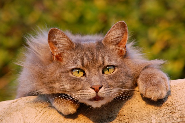 lærebog Bedrift Badeværelse Vaccines – Albuquerque Cat Clinic