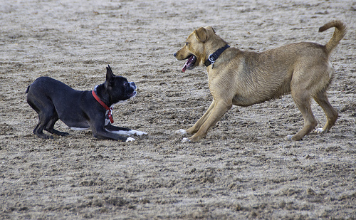 are dog parks safe