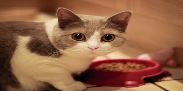 Changes in eating habits in cats | Veterinarians Green Valley, AZ | Animal Care Center of Green