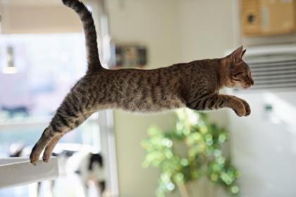 Cat jumping on clearance counter