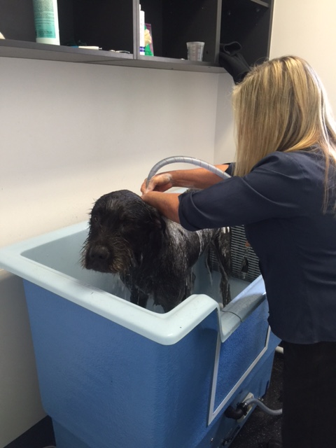 Take a Tour of our Caboolture Veterinary Hospital Veterinarians