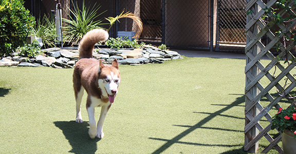 Dog & Cat Boarding in Louisville, KY - Hurstbourne Animal Hospital