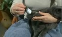 Giving liquid medication to your cat
