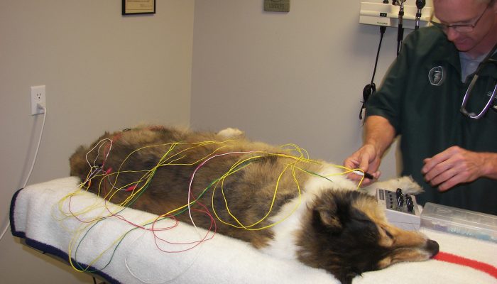 Dr. Bartholomay performing an acupuncture treatment.