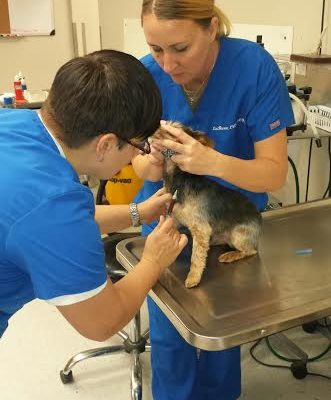 A patient getting blood drawn by technician Randi.