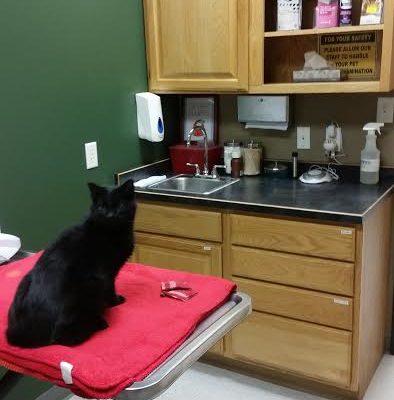 A patient in our cat friendly exam room.