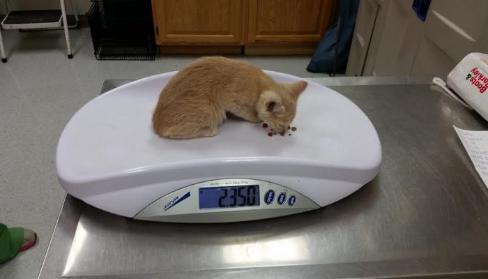 A kitten on our small animal scale.