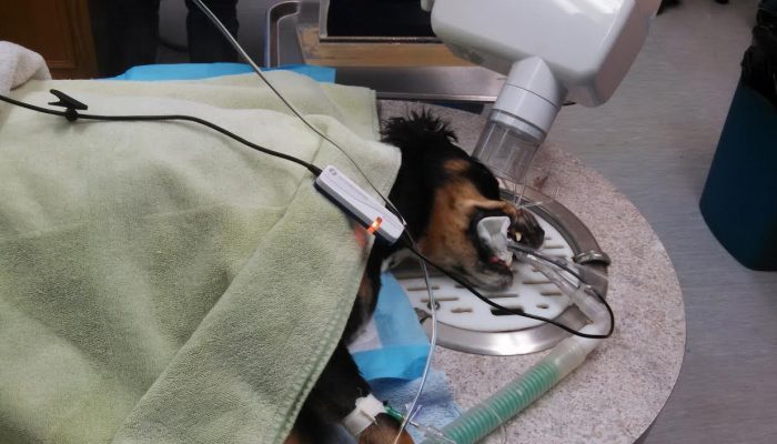 Patient getting digital dental radiographs during a  dental procedure.