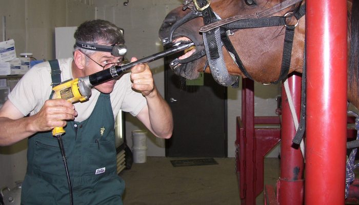 Dr.  Reichert doing a teeth float on an equine patient.