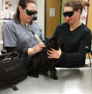 Technician Melanie and Abby using the therapeutic laser on a patient.