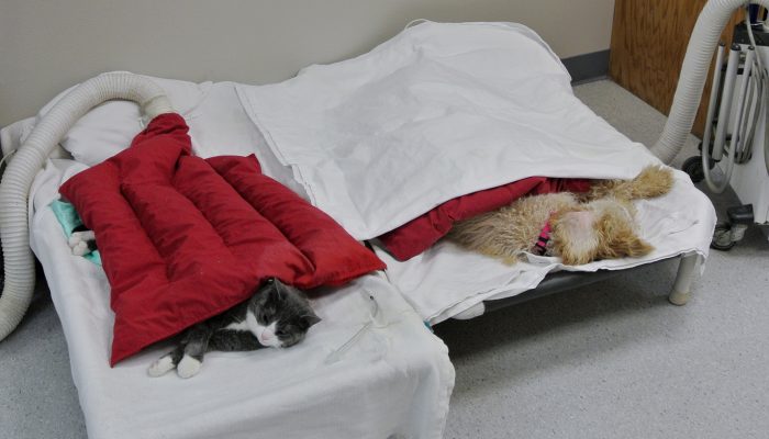 Patients recovering post-anesthesia from surgery.