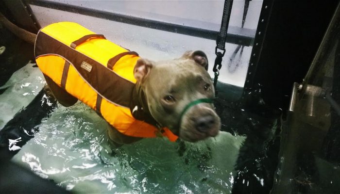 Dr. Huckle helping a patient in the underwater treadmill.