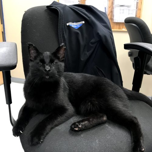 Crotchedy kitty at Animal Care Services is actually cat's meow