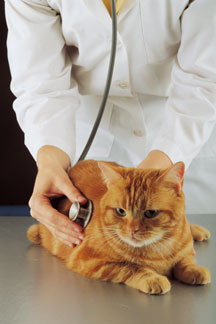 Vet Services in Chelsea Heights