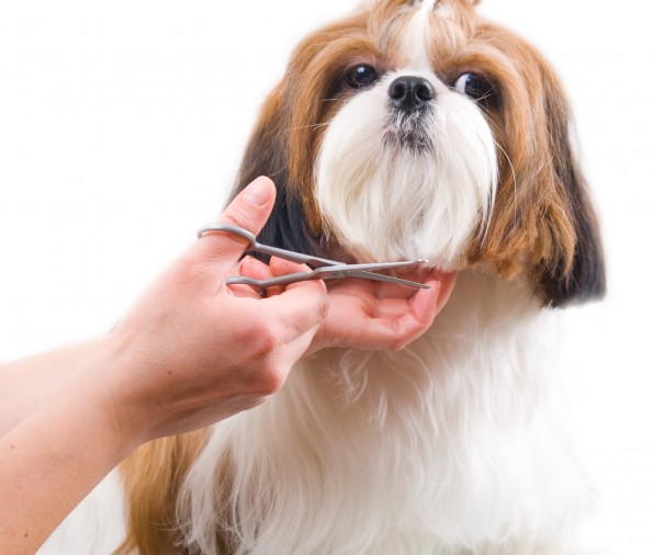 full grooming for dogs