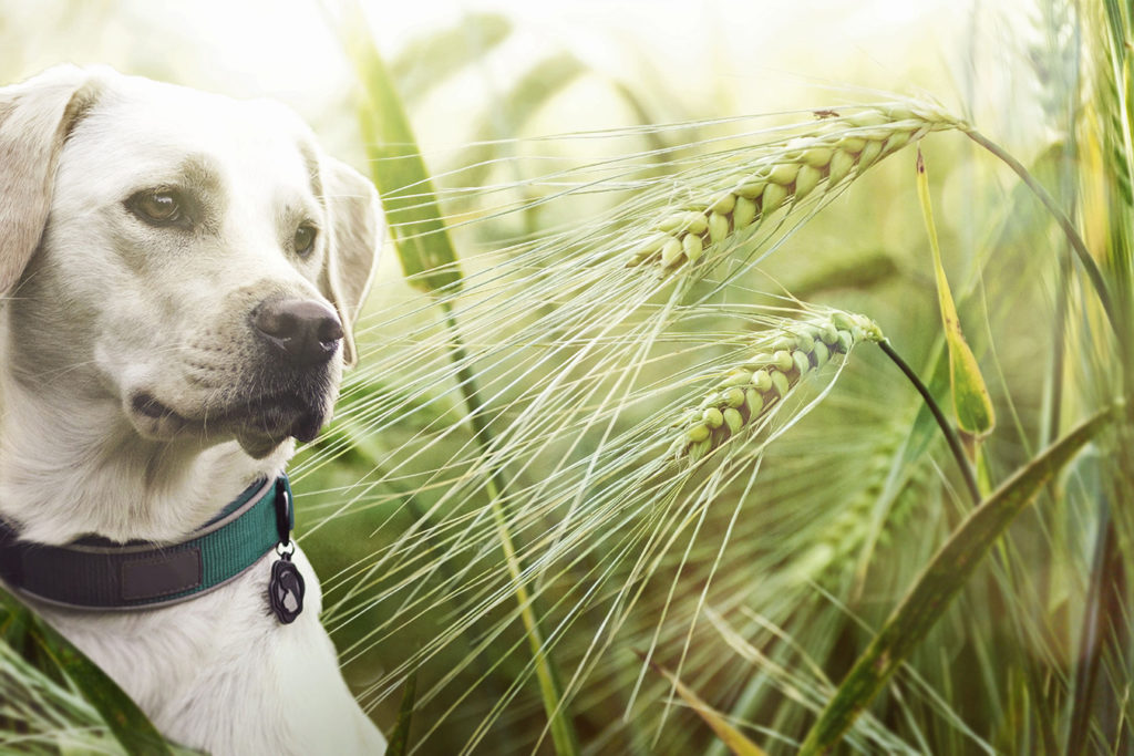 is grass seed dangerous for dogs