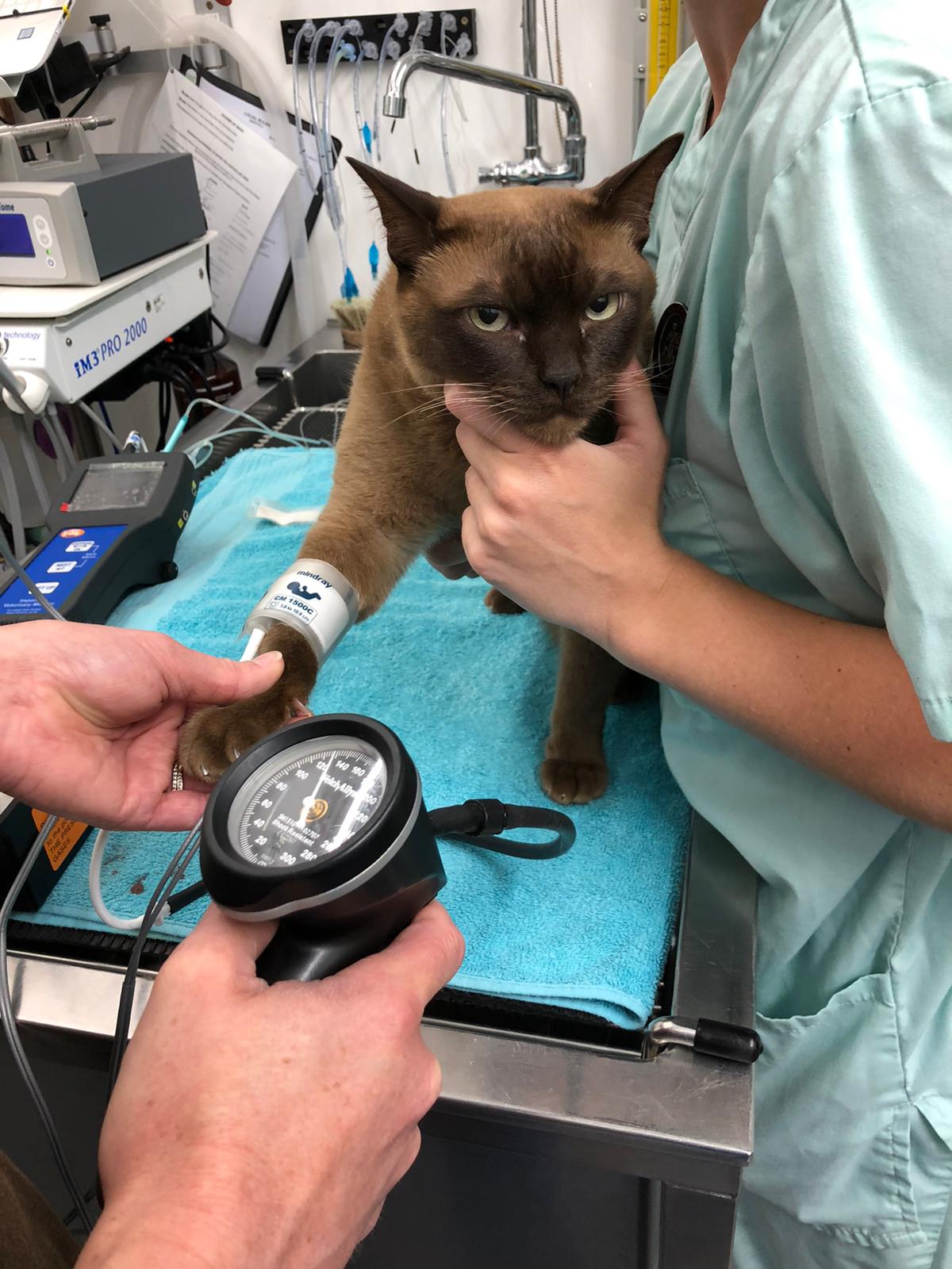 the-importance-of-checking-blood-pressure-in-cats-greenbay-vets