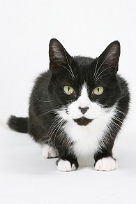Overactive thyroid disease in cats | Greenbay Vets | Torquay and