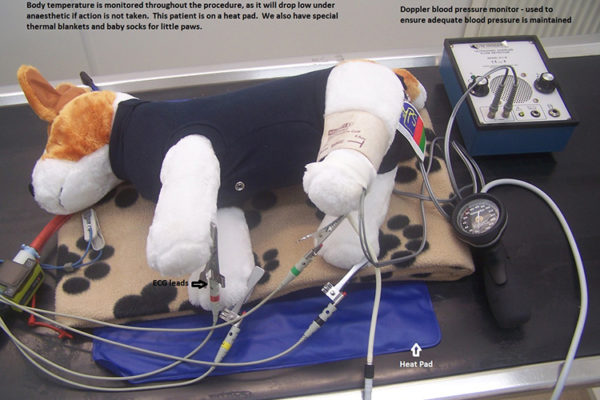 Anaesthetic Monitoring