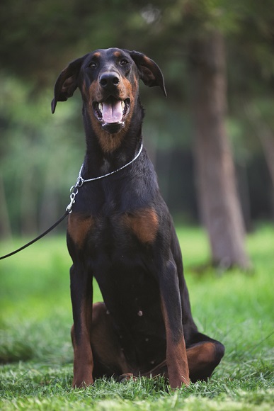 Doberman enlarged hot sale heart