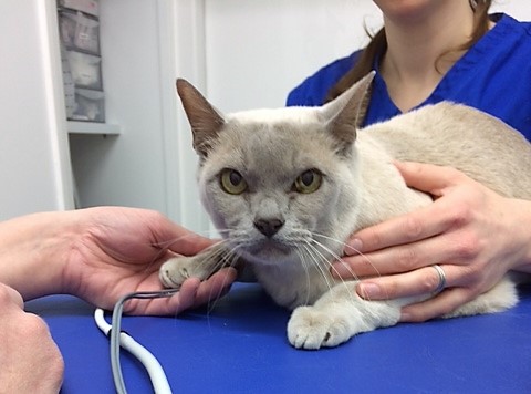 Blood pressure screening in cats Greenbay Vets