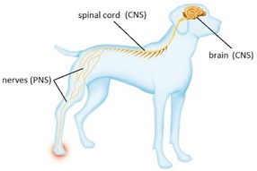 Dog epilepsy hotsell medication uk