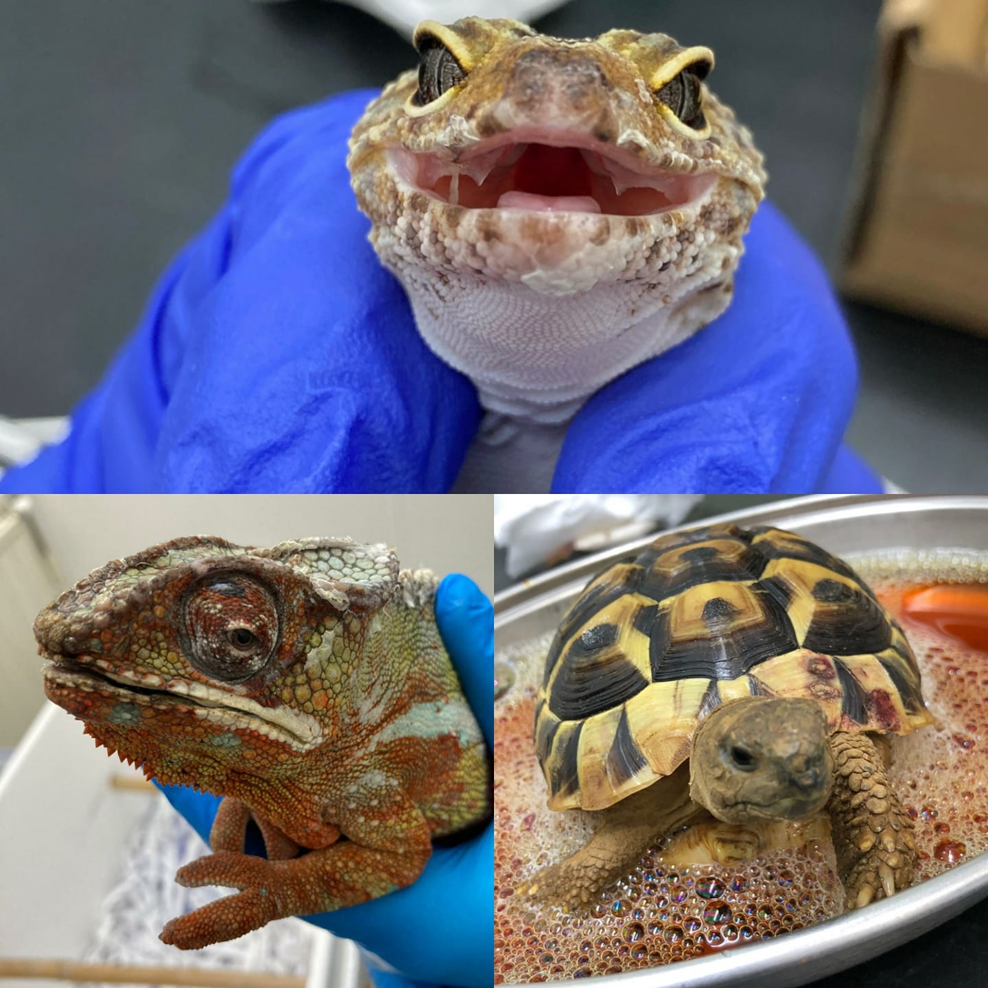 Cheap reptile best sale vets near me