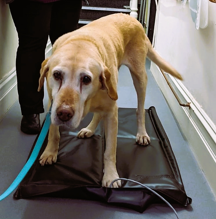 A new tool for helping our arthritic canine patients Greenbay Vets