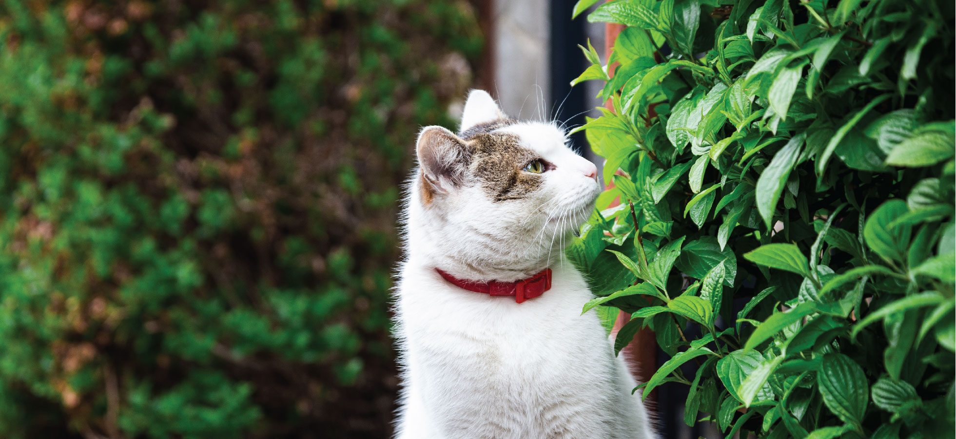 flea treatment for cats with kidney disease