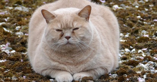 Why does my pet gain weight in the winter? | Hopewell Animal Hospital Blog