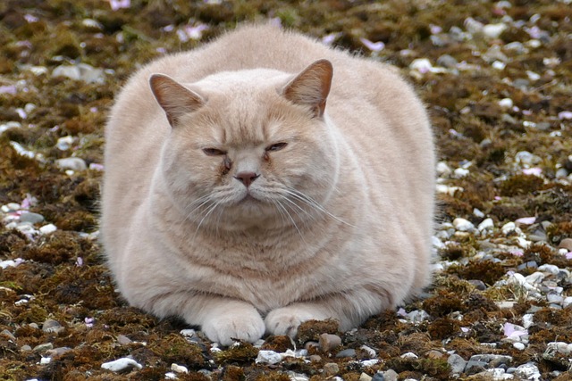 Why does my pet gain weight in the winter? | Hopewell Animal Hospital Blog