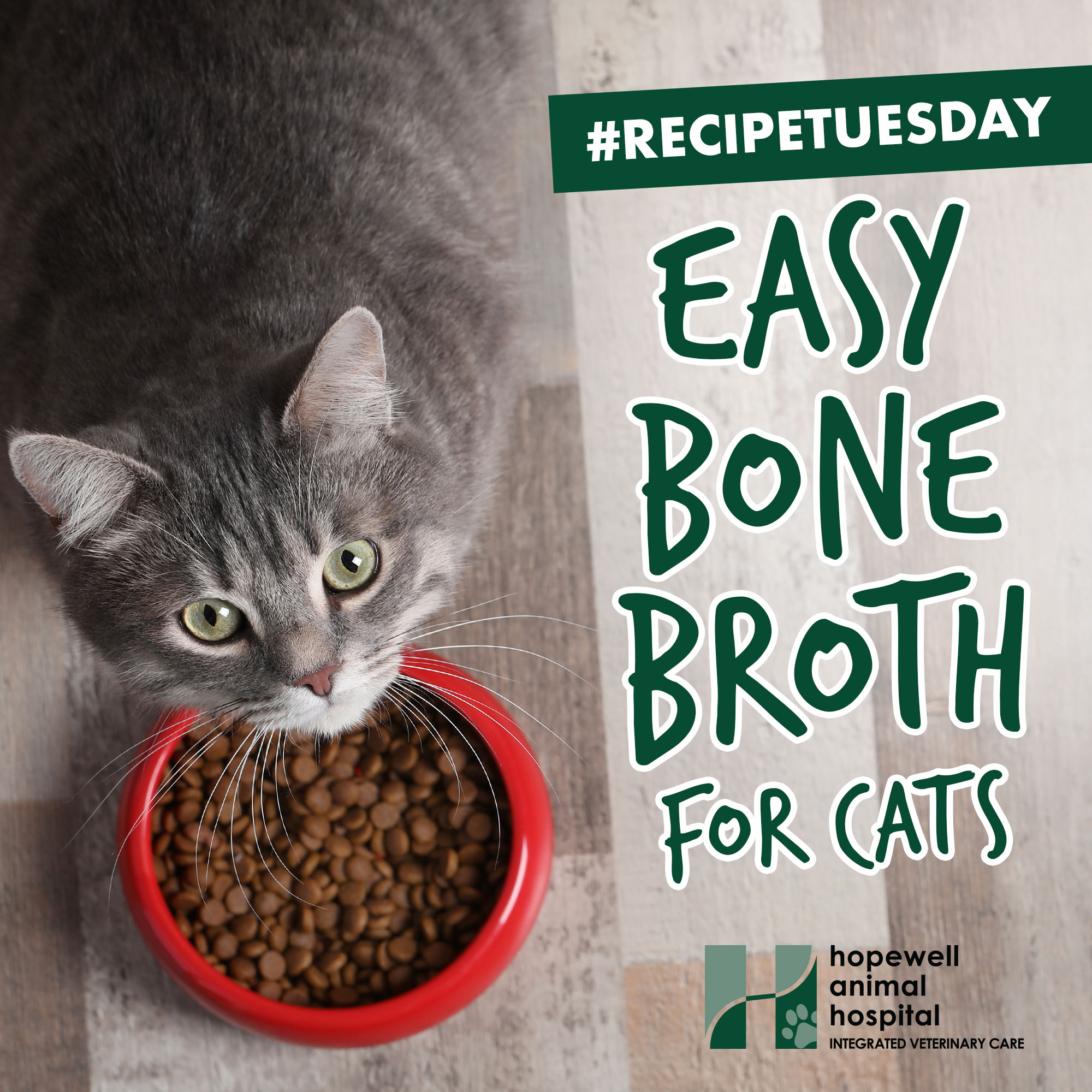 Easy DIY Bone Broth for Cats Recipe from Hopewell Animal Hospital