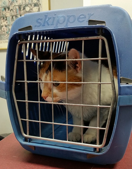 pet carrier