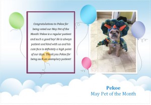 Pekoe Pet of the Month