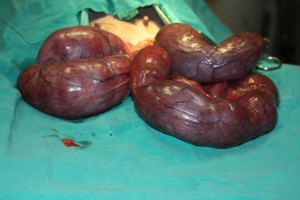 Pyometra 1 (small)