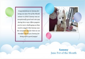 Sammy Pet of the Month