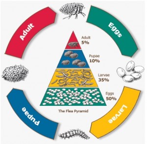 Flea Life Cycle