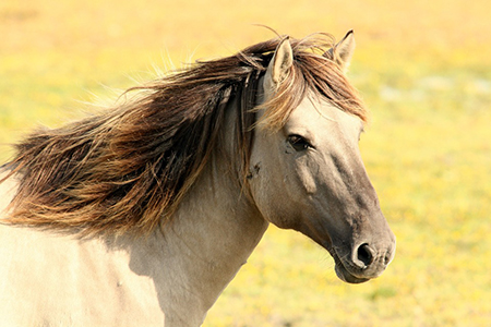 Equine Services