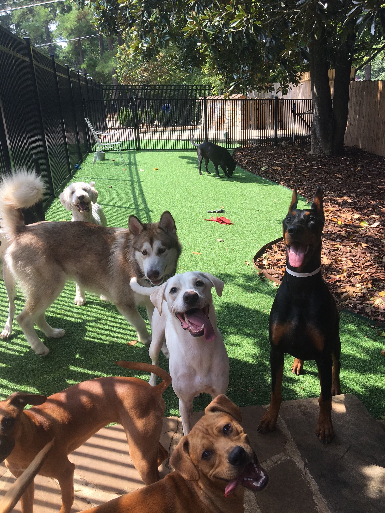 Drop in doggie store daycare near me