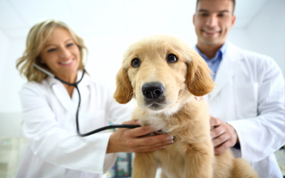 Lyme Disease Prevention and Heartworm Awareness