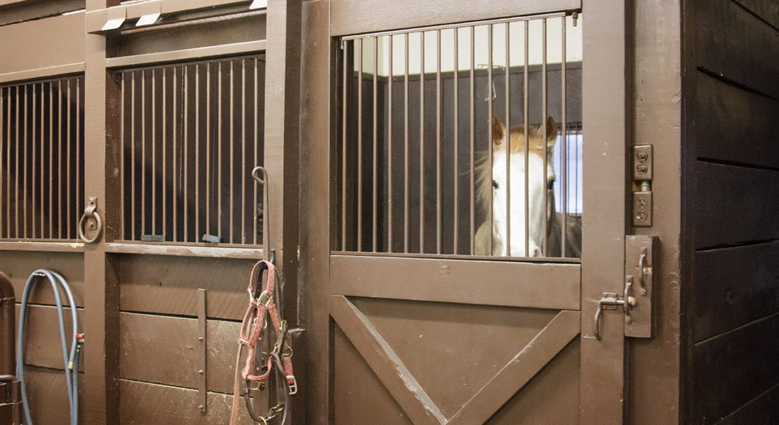 Equine Stalls