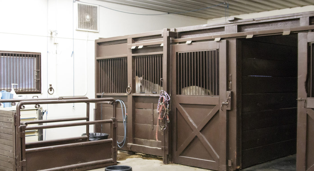 Equine Treatment Area