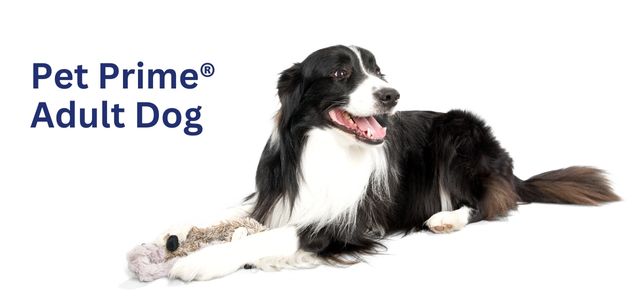 Pet Prime | Puppy, Dog, Kitten, Cat Veterinary Wellness Plans