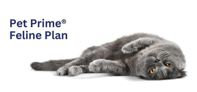 Pet Prime | Puppy, Dog, Kitten, Cat Veterinary Wellness Plans