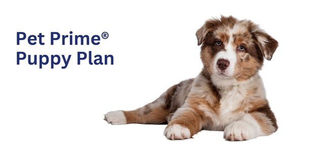 Pet Prime | Puppy, Dog, Kitten, Cat Veterinary Wellness Plans