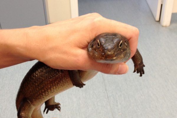 Blue-Tongue-Lizard