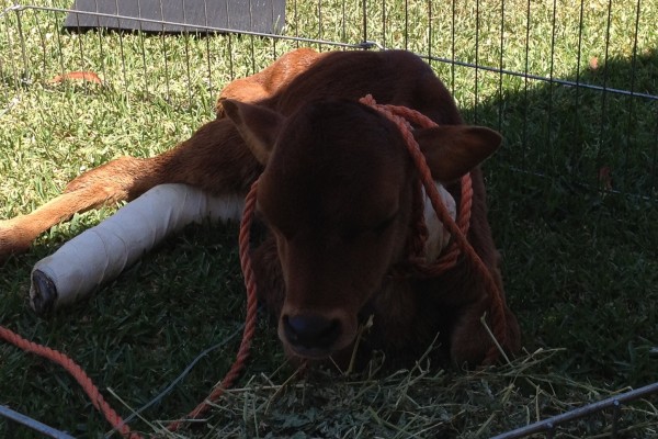 Calf with Broken leg