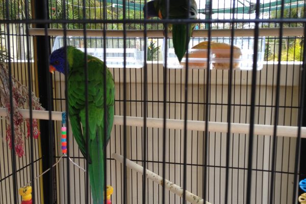 Lorikeets-in-rehab