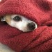 picture of a dog peeking out of a blanket