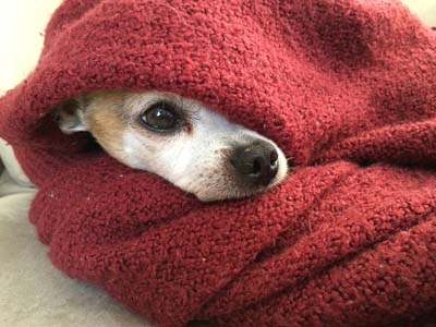 picture of a dog peeking out of a blanket